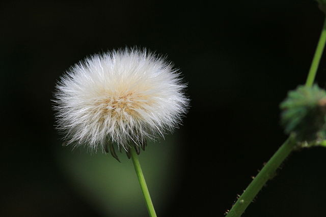 dandelion 1