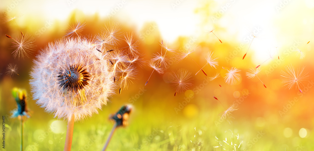 dandelion1