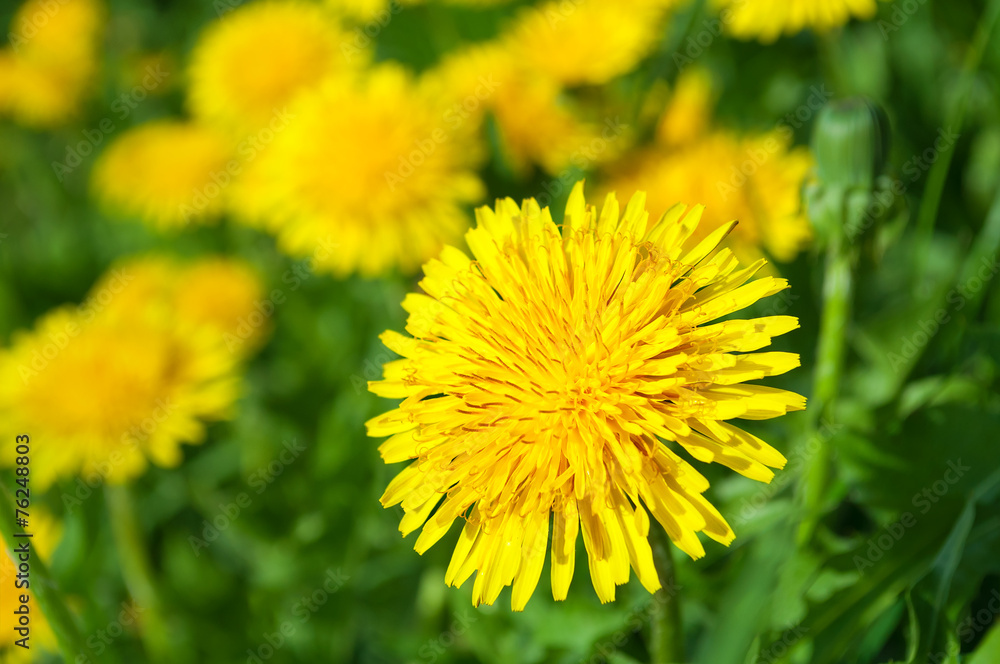 dandelion2